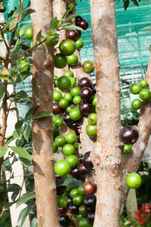 Nho thân gỗ có gì đặc biệt khiến các “tín đồ” “cuồng” đến như vậy? - 8