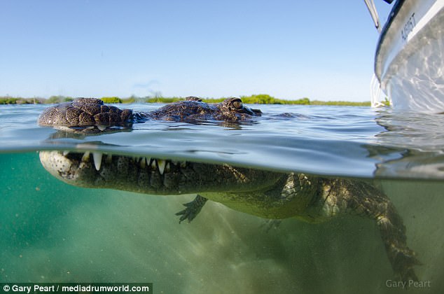 Liều lĩnh bơi sát cá sấu 3m để chụp ảnh cho nét - 1