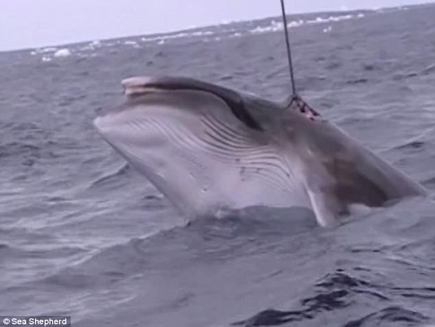 Video tàu Nhật Bản bí mật đánh bắt cá voi khổng lồ ở Úc - 1
