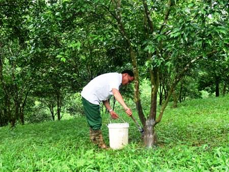 Làm giàu ở nông thôn: Lãi 700 triệu/năm từ quýt đặc sản - 2