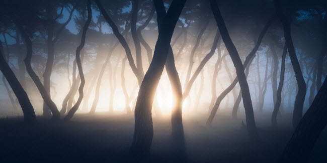 Nắng sớm xuyên qua những thân cây ở Hàn Quốc. Ảnh: Nate Merz