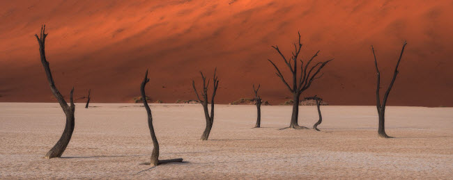 Những thân cây chết khô trên sa mạc Deadvlei ở Namibia. Ảnh: Stuart Bellamy