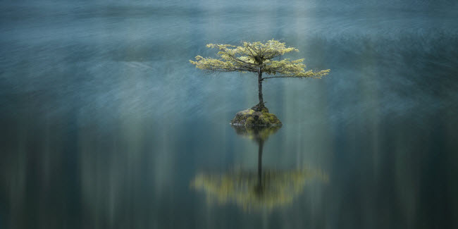 Cây mọc đơn độc trên đảo Vancouver ở British Columbia, Canada. Ảnh: Adam Gibbs