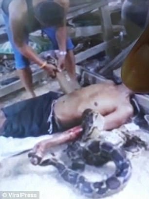 Thái Lan: Bắt trăn khủng về nuôi, hôm sau bị siết tới chết - 1
