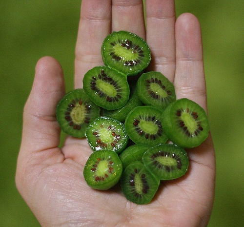 Soi trái kiwi bé như quả nho giá cả triệu đồng/kg, chị em tranh mua - 1