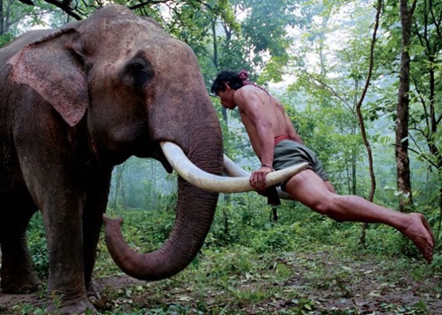 Chú voi trong phim “Truy tìm tượng Phật” bất ngờ hại chết chủ - 1
