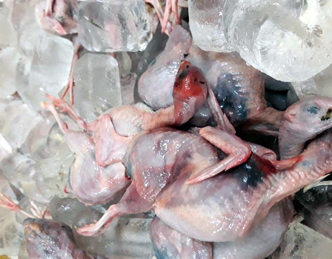 Mang 600kg chim cút thối ra Hà Nội để tiêu thụ thì bị bắt - 1