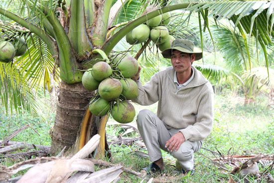 Trồng vườn dừa thơm mùi lá dứa, cứ đếm trái mà thu tiền - 2