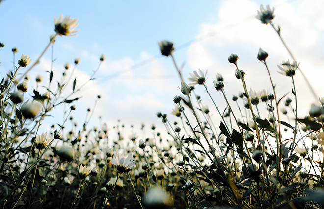 Những địa điểm chụp ảnh cúc hoạ mi đẹp tinh khôi không thể bỏ lỡ ở Hà Nội - 3