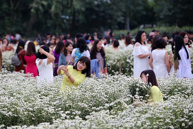 Những địa điểm chụp ảnh cúc hoạ mi đẹp tinh khôi không thể bỏ lỡ ở Hà Nội - 4