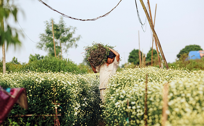 Những địa điểm chụp ảnh cúc hoạ mi đẹp tinh khôi không thể bỏ lỡ ở Hà Nội - 5