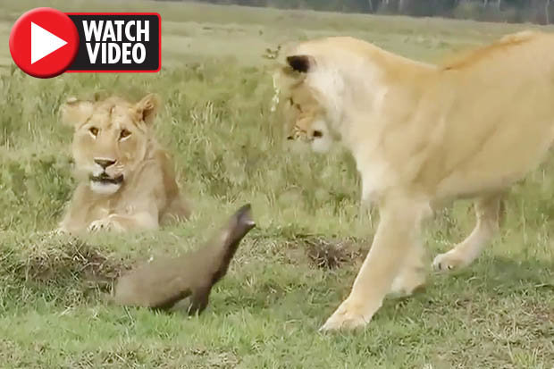 Video: Con vật bé nhỏ một mình đánh đuổi 3 sư tử hung hãn - 1