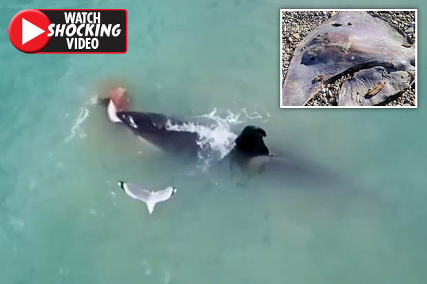 Video: Cá voi sát thủ khổng lồ moi gan, vứt xác cá đuối lên bờ - 1