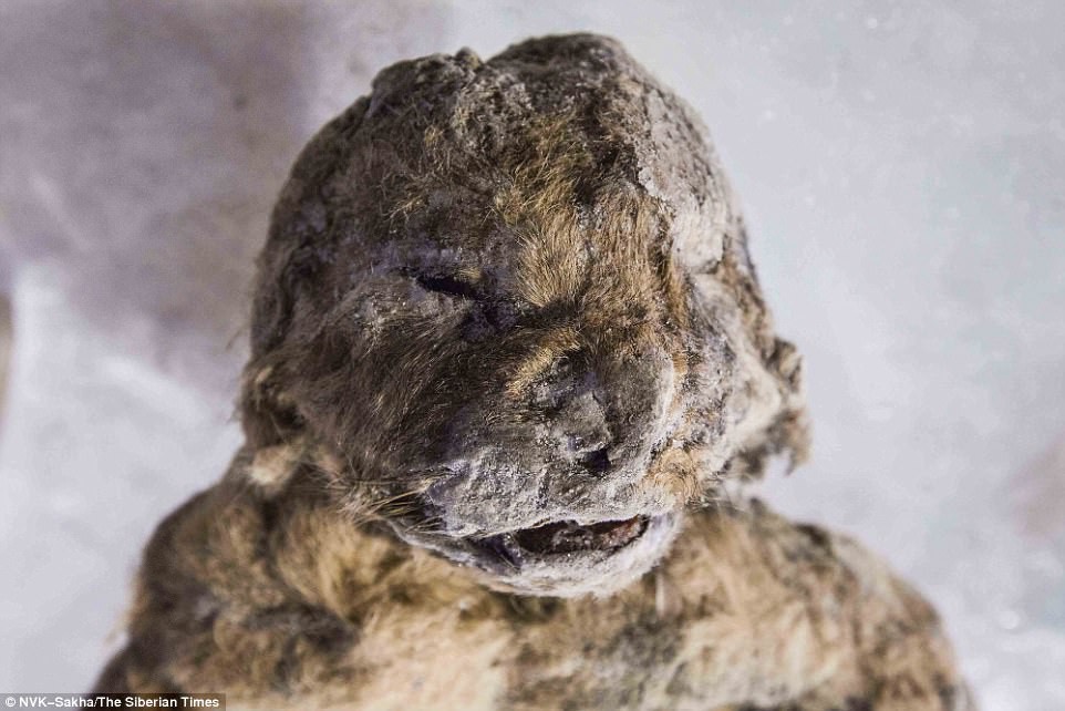 Phát hiện bất ngờ về xác ướp sư tử 55.000 năm tuổi ở Siberia - 1