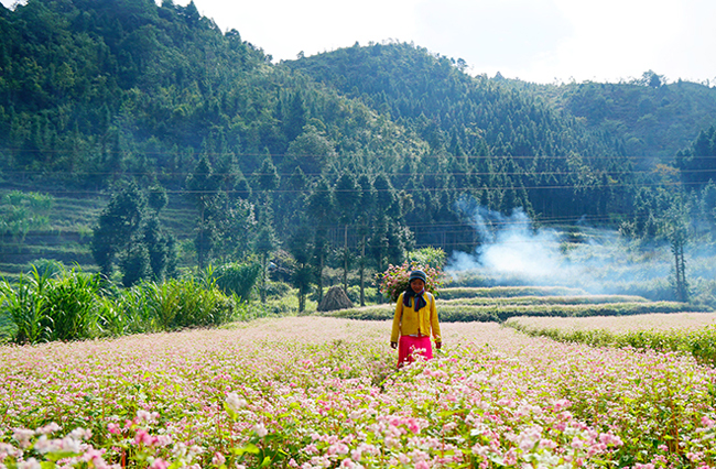 Ngày nay, ngoài làm lương thực, người dân còn trồng hoa để tạo thành những điểm du lịch. Có thể kể ra một vài điểm trồng tam giác mạch nổi tiếng ở huyện Đồng Văn như Sủng Là, Lũng Cú, bản Phó Bảng…