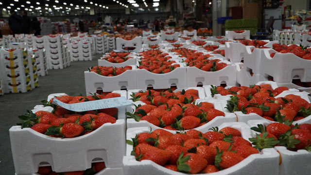 Đi chợ đấu giá rau, khoai, dâu tây ở xứ Hàn giữa trời âm 4 độ C - 5