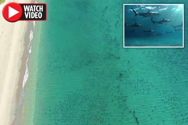Khiếp hãi cảnh 10.000 cá mập &#34;bao vây&#34; du khách đen đặc bờ biển Mỹ - 1