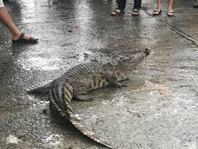 Sự thật về vụ cá sấu lên bờ “làm loạn” chợ Túy Loan