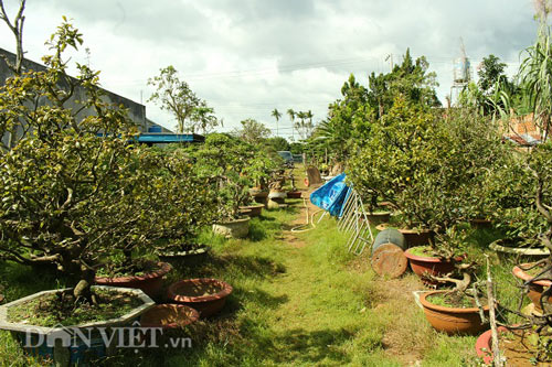 Làm giàu ở nông thôn: Bỏ buôn bán xe, về làm cây cảnh, độc, lạ, khủng - 2