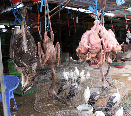 Những cánh chim trời "thất thủ" - 2