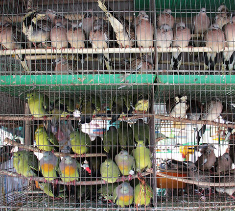 Những cánh chim trời "thất thủ" - 3