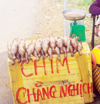 Những cánh chim trời "thất thủ" - 4