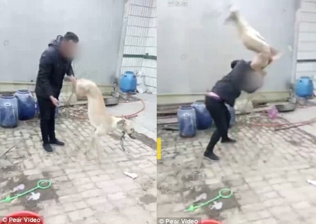 Chủ giết chó theo cách dã man gây phẫn nộ ở Trung Quốc - 1
