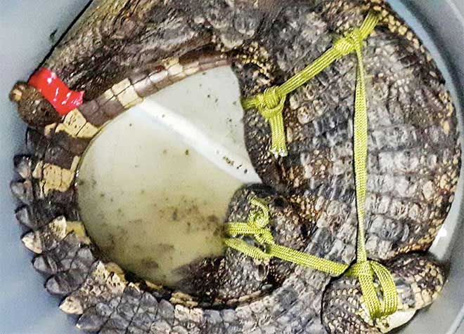 Người dân vây bắt cá sấu trong đầm tôm ở Cà Mau - 1