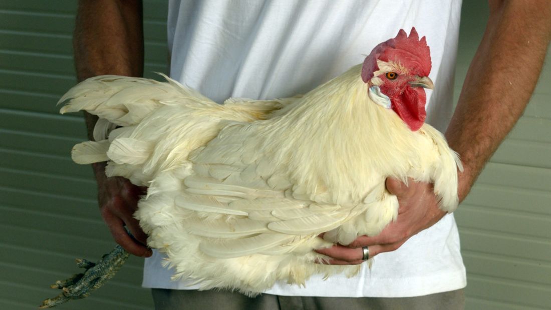 Thịt gà sang chảnh giá 1 triệu đồng/kg có gì đặc biệt? - 1