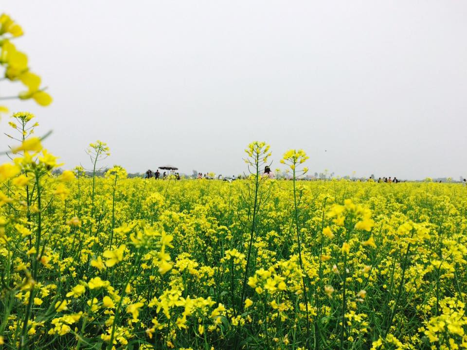 Ngẩn ngơ ngắm cánh đồng hoa cải vàng nở rộ ở ngoại thành Hà Nội - 1