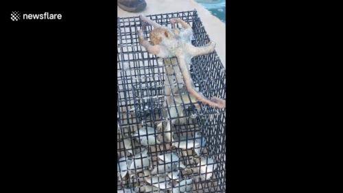 Video: Bạch tuộc thông minh thò vòi vào bẫy trộm cá của ngư dân - 1