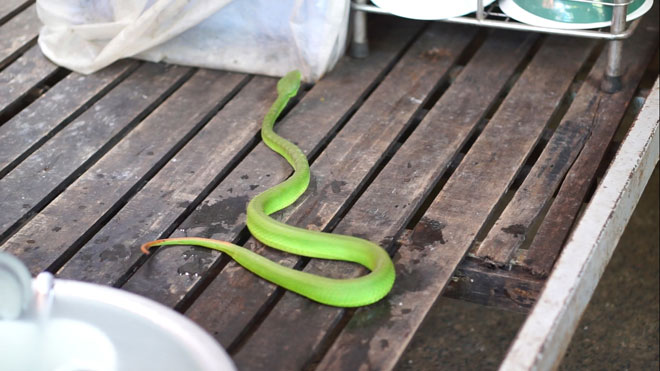 Vứt con rắn lục đuôi đỏ hôm trước, hôm sau rắn tiếp tục bò vào nhà - 1