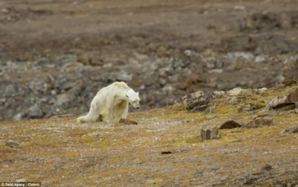 Gấu Bắc Cực hốc hác, lê lết đi tìm đồ ăn trong vô vọng - 1
