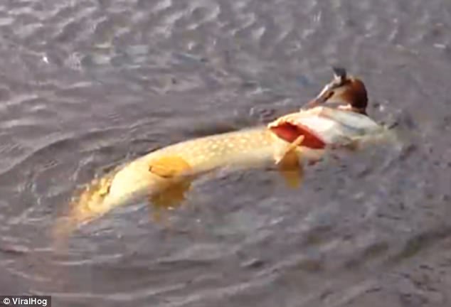 Video: Kinh ngạc cảnh cá dìm chim dưới nước để ăn thịt - 1