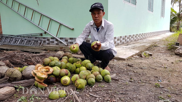 Dừa độc, lạ đón Tết 2018 của &#39;vua&#39; tạo hình trái cây bị rụng la liệt - 1