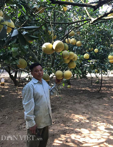 Làm giàu ở nông thôn: Phát tài với vườn bưởi Diễn 40.000 quả - 1