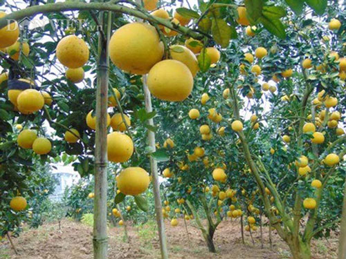 Làm giàu ở nông thôn: Phát tài với vườn bưởi Diễn 40.000 quả - 2