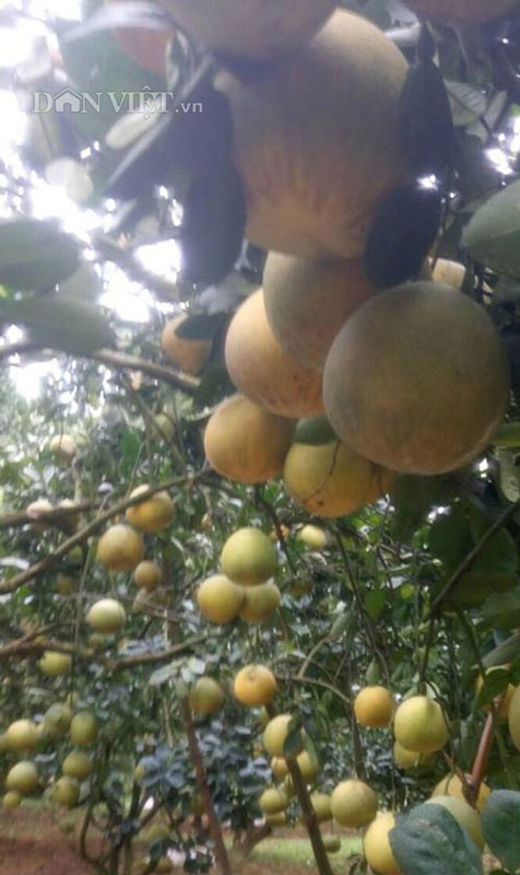 Làm giàu ở nông thôn: Phát tài với vườn bưởi Diễn 40.000 quả - 3
