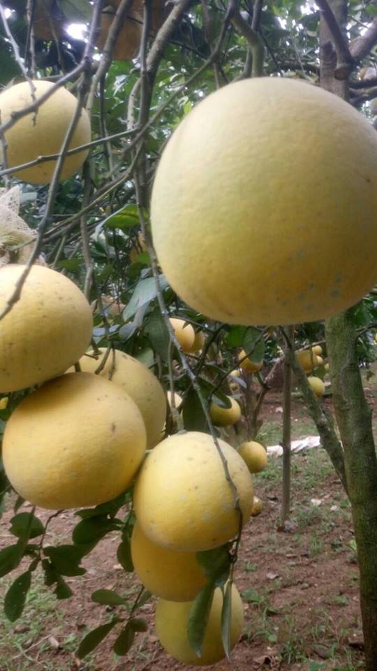 Làm giàu ở nông thôn: Phát tài với vườn bưởi Diễn 40.000 quả - 4