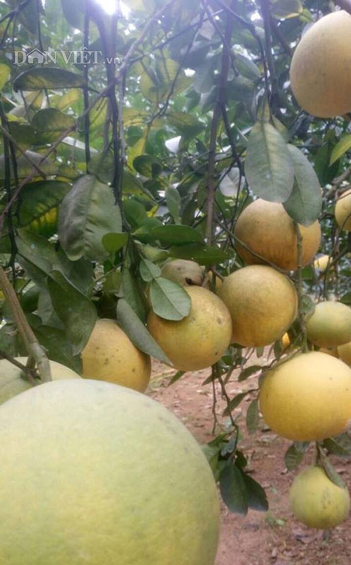 Làm giàu ở nông thôn: Phát tài với vườn bưởi Diễn 40.000 quả - 5