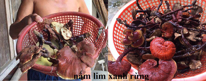 Cách phân biệt nấm lim xanh rừng với nấm lim xanh trồng - 2