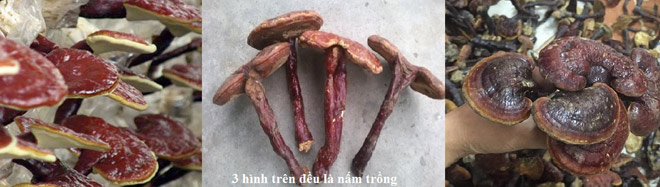 Cách phân biệt nấm lim xanh rừng với nấm lim xanh trồng - 3