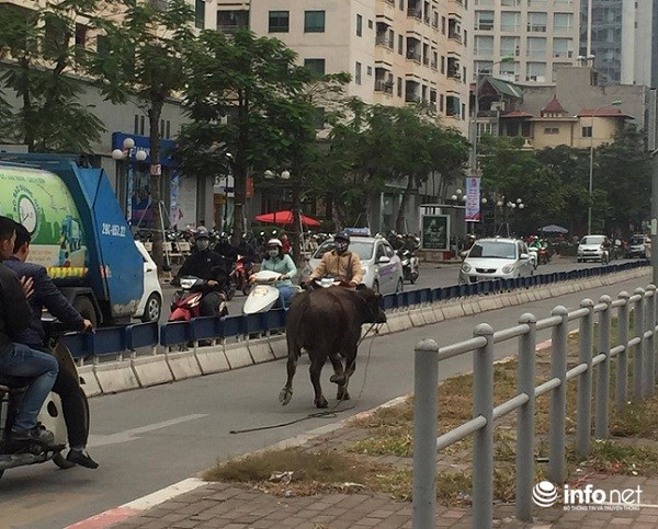 Hà Nội: Trâu điên húc người náo loạn trên phố - 1