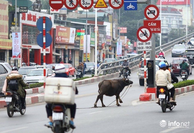 Hà Nội: Trâu điên húc người náo loạn trên phố - 2