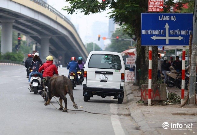 Hà Nội: Trâu điên húc người náo loạn trên phố - 4