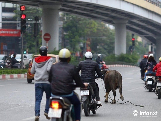 Hà Nội: Trâu điên húc người náo loạn trên phố - 5