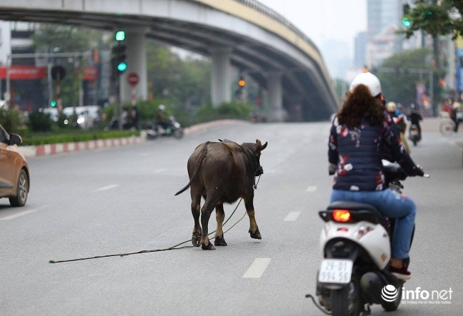 Hà Nội: Trâu điên húc người náo loạn trên phố - 6