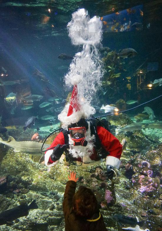 Canada: Hút khách bằng ông già Noel trong bể cá - 3