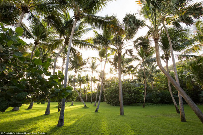 Hàng trăm cây cọ và dừa tạo không gian xanh mát xung quanh hai biệt thự.