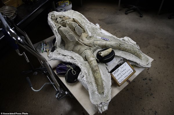 Mỹ: Tìm ra hóa thạch voi ma mút “khủng” vạn năm tuổi - 1